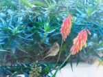 A bird visiting the aloe vera 